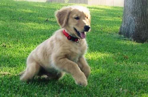puppie