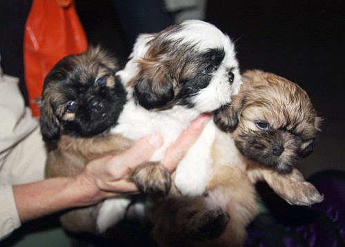 Adorable Puppies – Pet Photo Challenge