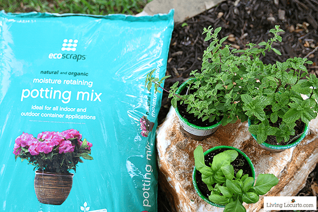 Organic Potting Soil - An Herb Fairy Garden is a fun container garden for your kitchen! Easy tutorial for how to make a mini fairy garden for your home.
