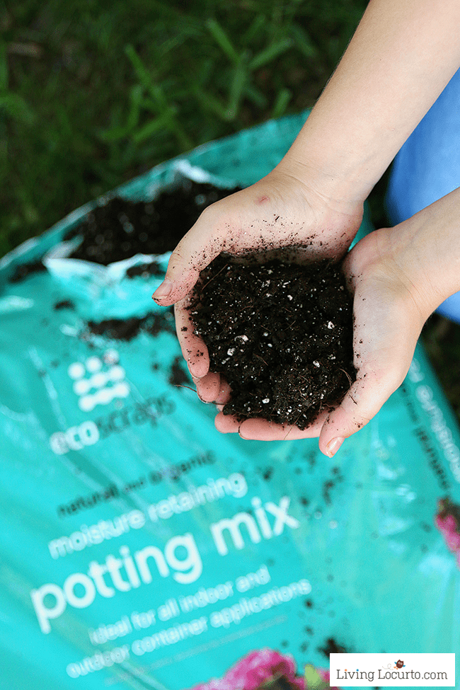 Ecoscraps Organic Potting Soil. An Herb Fairy Garden is a fun container garden for your kitchen! Easy tutorial for how to make a mini fairy garden for your home. Cute kids craft ideas.