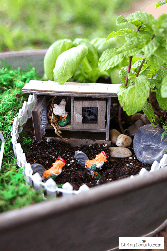 Tiny Chicken Coop. An Herb Fairy Garden is a fun container garden for your kitchen! Easy tutorial for how to make a mini fairy garden for your home.
