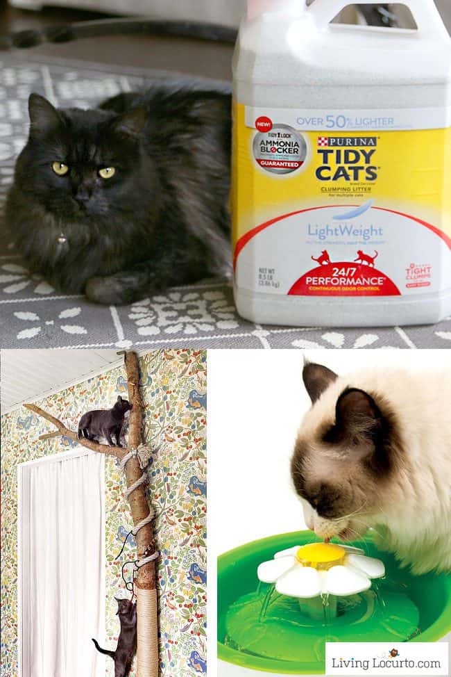 Fun DIY cat toys, kitty litter ideas and other amazing ideas to spoil your cat! 