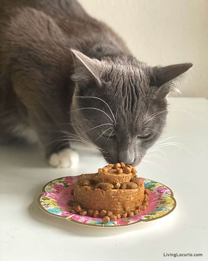 Easy Cat Birthday Cake Recipe - Living Locurto