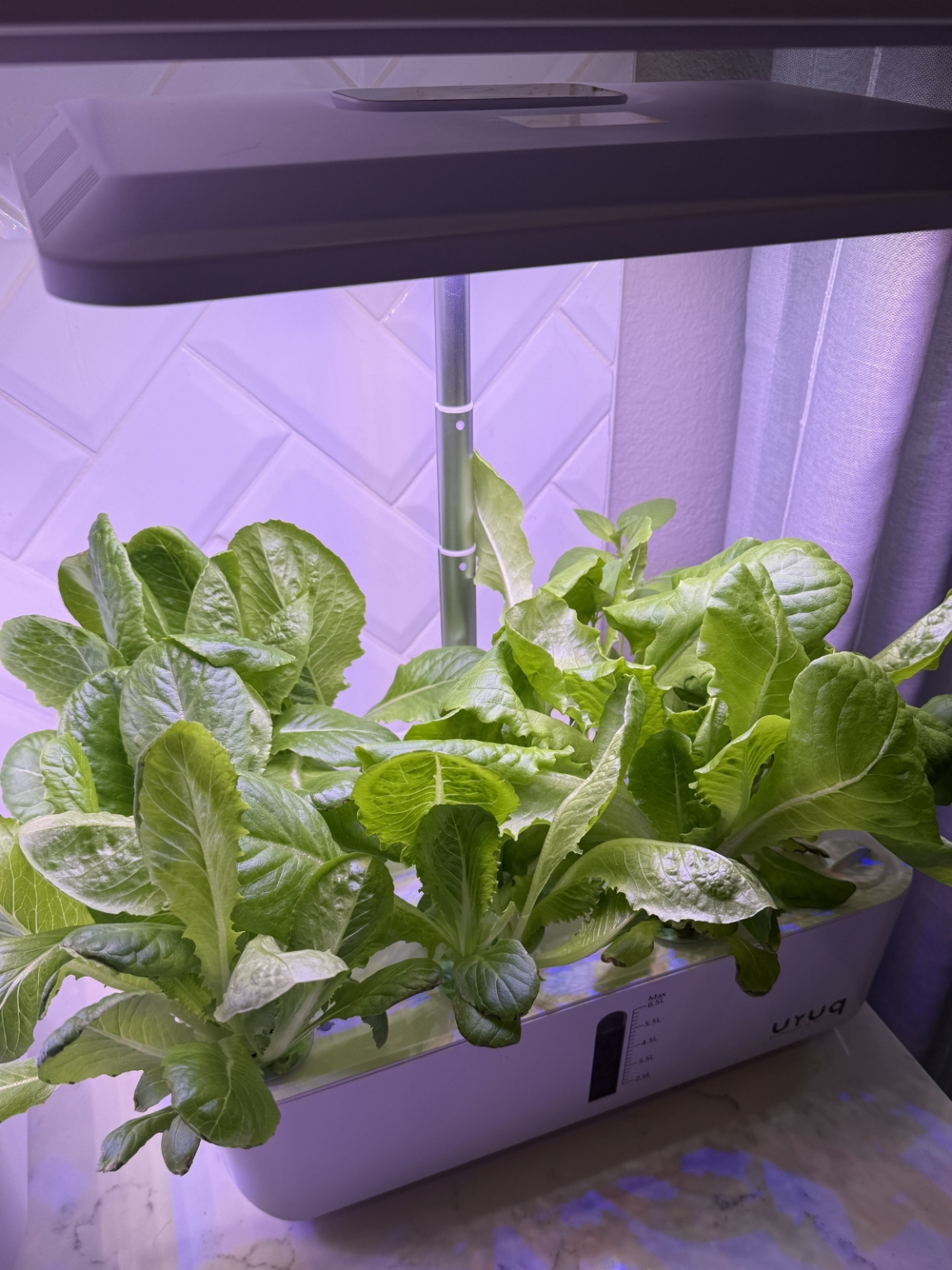 6 Easy Tips: How to Grow a Hydroponic Garden - Living Locurto - Cute ...