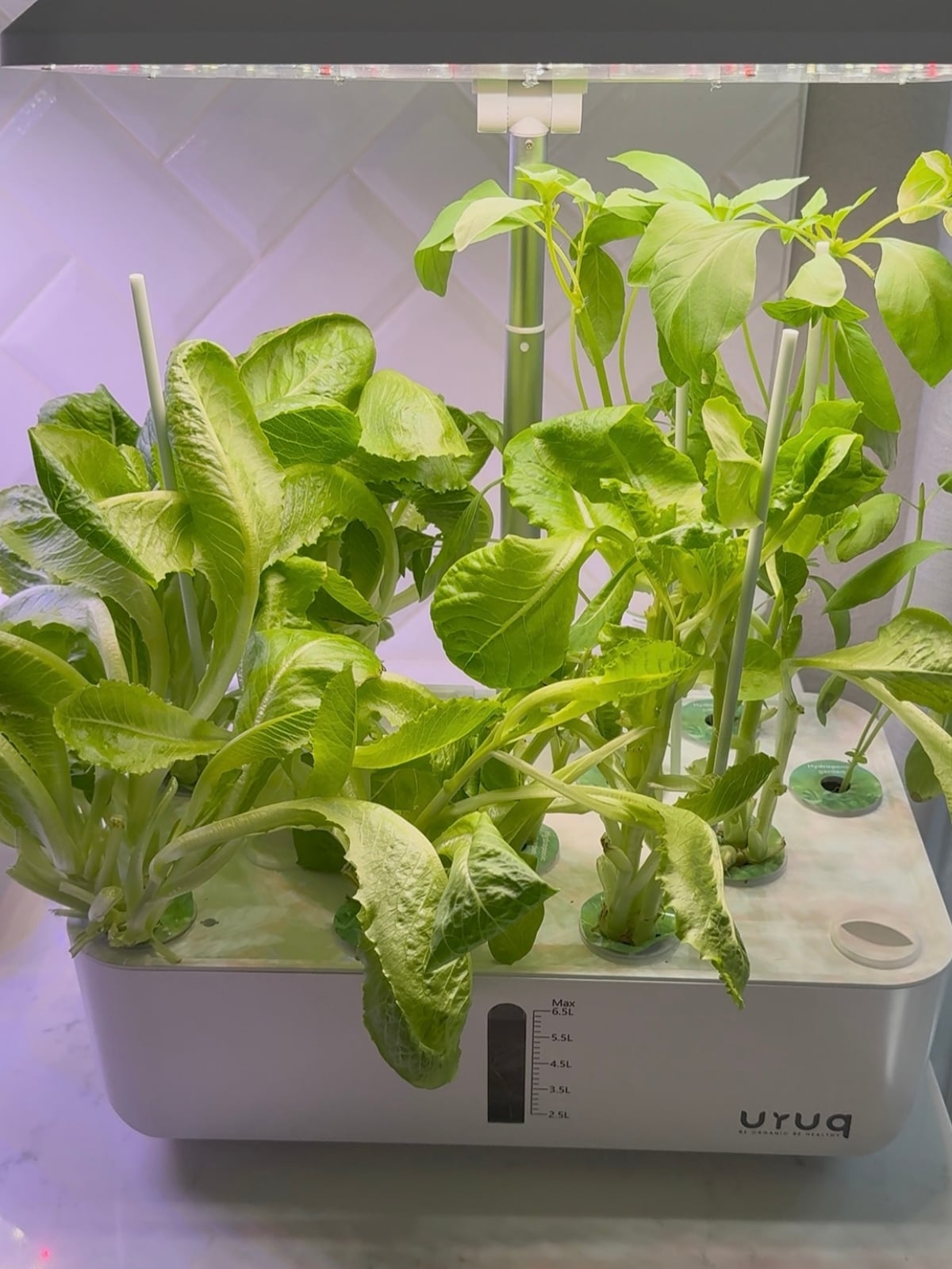 Hydroponic Garden with lettuce growing in a Kitchen